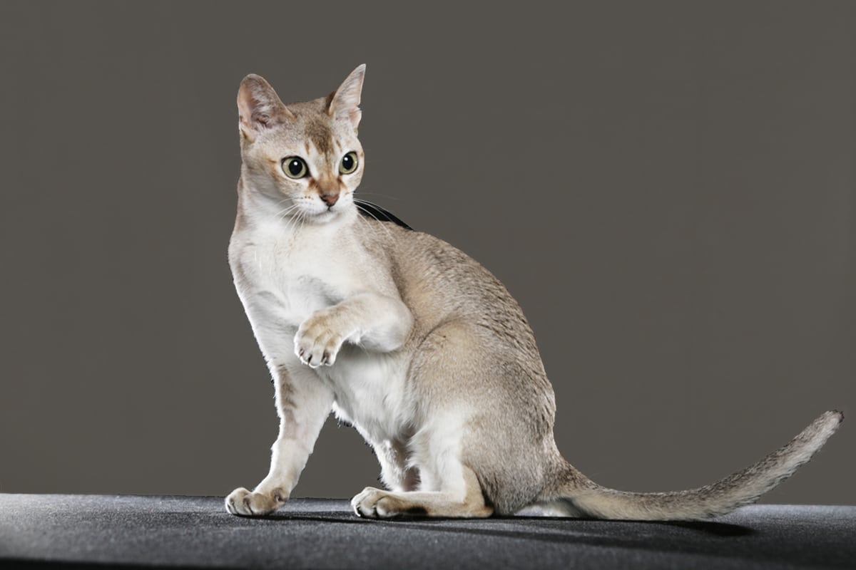 https://www.varesenoi.it/fileadmin/archivio/common/2024/10/42898_petsfestival-gatto-singapura.jpg