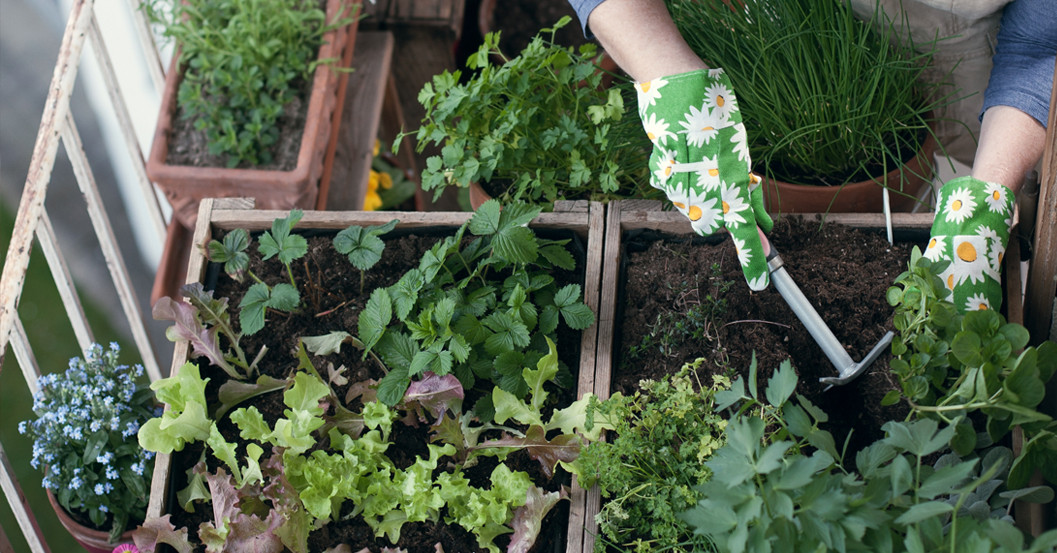 Come realizzare un orto sul balcone: gli attrezzi e i semi da