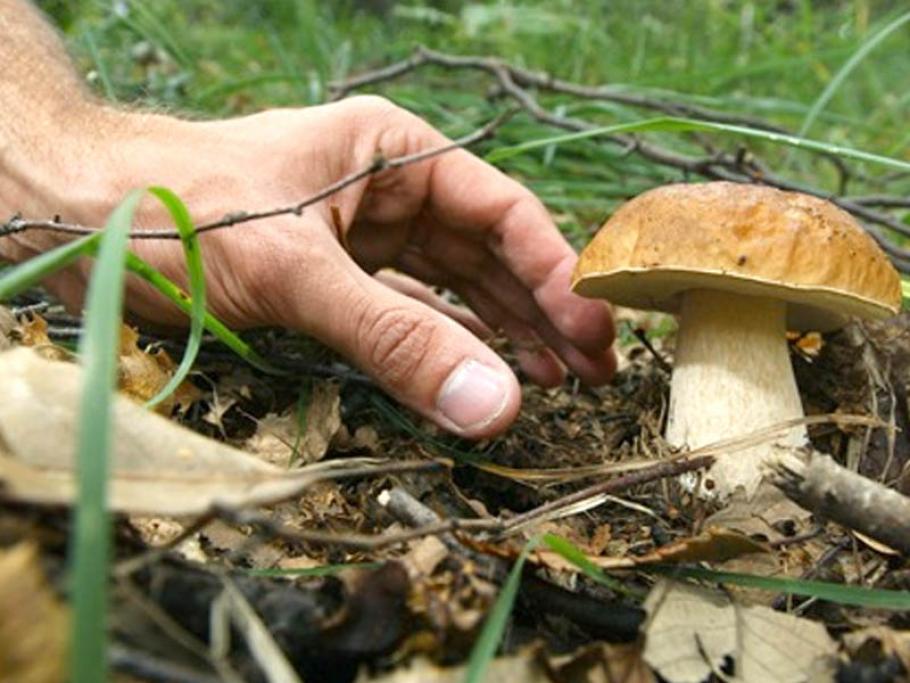 Scarponi per raccolta on sale funghi