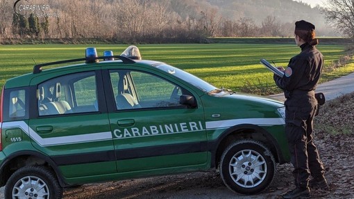 https://www.varesenoi.it/fileadmin/archivio/varesenoi/varese/CarabinieriForestale.jpg