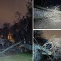 L'albero crollato lungo la via Sacra (foto dalla pagina Facebook Sacro Monte e Campo dei Fiori)