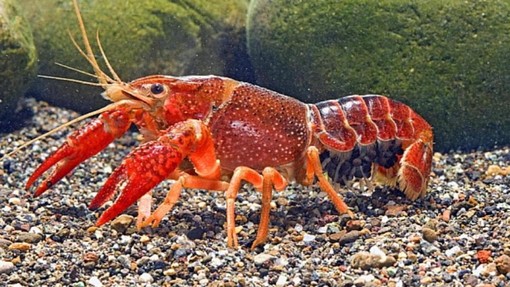 Il gambero rosso della Louisiana presente da oltre vent'anni nelle acque del lago di Varese