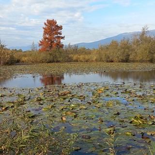 Natura, tradizione e Halloween: i prossimi appuntamenti con la Lipu alla Palude Brabbia