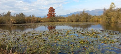 Natura, tradizione e Halloween: i prossimi appuntamenti con la Lipu alla Palude Brabbia