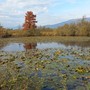 Natura, tradizione e Halloween: i prossimi appuntamenti con la Lipu alla Palude Brabbia