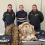 Pellice di animali in via d'estinzione, un uomo scoperto in dogana dalla Finanza di Como