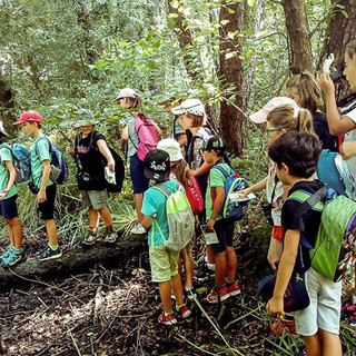 Bambini di tutta la provincia, c'è un nido da costruire per gli uccellini della Palude Brabbia