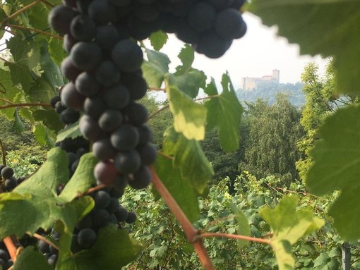 Ad Angera è tempo di vendemmia e della Festa dell'Uva