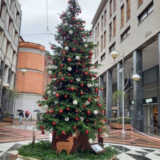 Busto aspetta il Natale. Arriva l'albero in via Milano
