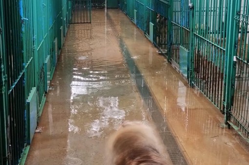Il nubifragio devasta anche l’associazione Emi Onlus: «Box dei cani con 15 centimetri d'acqua, siamo allo stremo»