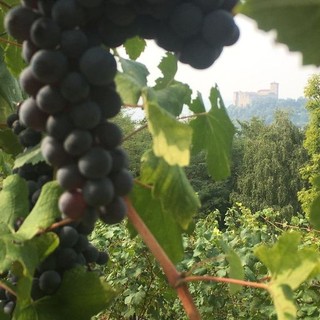 Ad Angera è tempo di vendemmia e della Festa dell'Uva