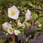 L’Helleboro, conosciuto anche come “Rosa di Natale”, è la pianta che regna nei giardini di novembre