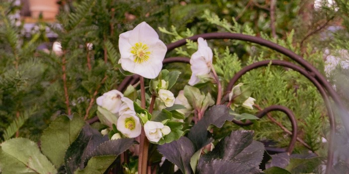 L’Helleboro, conosciuto anche come “Rosa di Natale”, è la pianta che regna nei giardini di novembre