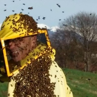 Michele Mottalini al lavoro con le sue api a Brebbia