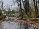 L'albero caduto in via Cairoli a Biandronno