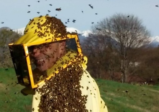 Michele Mottalini al lavoro con le sue api a Brebbia