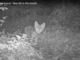 VIDEO. Nuova vita nei boschi di Cavaria con Premezzo: avvistati cuccioli di volpe e caprioli