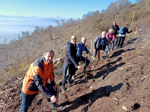 FOTO. Il Campo dei Fiori non dimentica il disastro provocato dalla tempesta &quot;Alex&quot; del 2020: piantati 1500 nuovi alberi