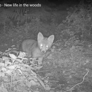 VIDEO. Nuova vita nei boschi di Cavaria con Premezzo: avvistati cuccioli di volpe e caprioli