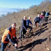 FOTO. Il Campo dei Fiori non dimentica il disastro provocato dalla tempesta &quot;Alex&quot; del 2020: piantati 1500 nuovi alberi