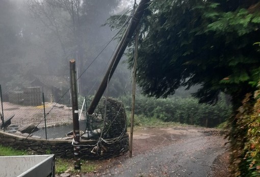 L'albero caduto a Colmegna (foto tratta da Luinonotizie.it)