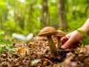 Cade nei boschi del Ticino, serie ferite per un fungiatt 86enne italiano