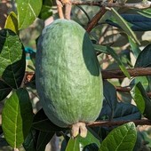 Il frutto della feijoa a Leggiuno