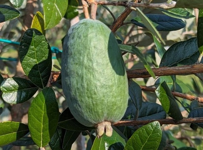 Il frutto della feijoa a Leggiuno