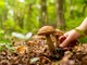 Cade nei boschi del Ticino, serie ferite per un fungiatt 86enne italiano