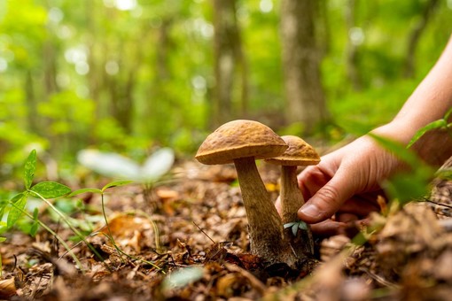 Cade nei boschi del Ticino, serie ferite per un fungiatt 86enne italiano