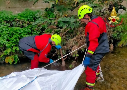 FOTO. Ungulato morto annegato nel fiume Olona a Gornate: la carcassa recuperata dai vigili del fuoco