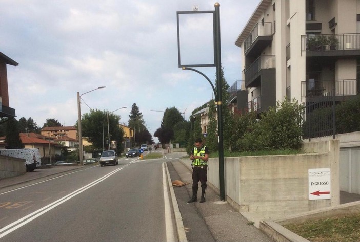 Induno Olona, investito e ucciso un capriolo. Si cerca l'automobilista