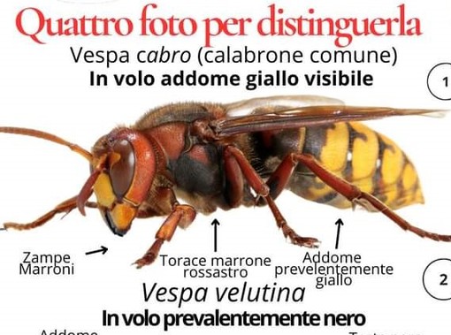 A Leggiuno è caccia alla vespa velutina, terrore di api e alveari