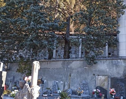 I cipressi danneggiati al cimitero di Laveno (foto dalla pagina Facebook del Comune)