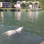 Tobia durante una delle sue amate nuotate nel lago Ceresio