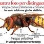 A Leggiuno è caccia alla vespa velutina, terrore di api e alveari