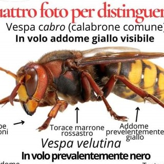 A Leggiuno è caccia alla vespa velutina, terrore di api e alveari