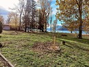 Lavori di piantumazione dei nuovi alberi in corso al Parco Giona di Maccagno (foto dalla pagina Facebook Impegno Civico)