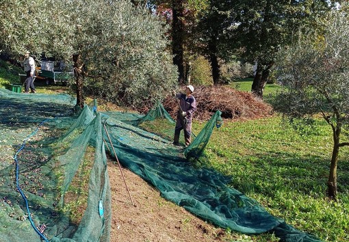 La lavorazione delle olive a Mombello