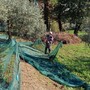 La lavorazione delle olive a Mombello