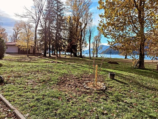 Lavori di piantumazione dei nuovi alberi in corso al Parco Giona di Maccagno (foto dalla pagina Facebook Impegno Civico)