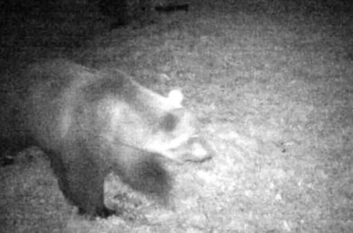 Identificato l'orso che ha attaccato il bestiame nel Verbano Cusio Ossola