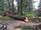 FOTO e VIDEO. La furia della tempesta fa crollare alberi come fuscelli, il disastro nel parco secolare del Palace