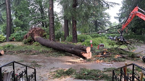 FOTO e VIDEO. La furia della tempesta fa crollare alberi come fuscelli, il disastro nel parco secolare del Palace