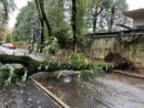 L'albero caduto in via Alliata (foto da IlSaronno.it inviata da un lettore)