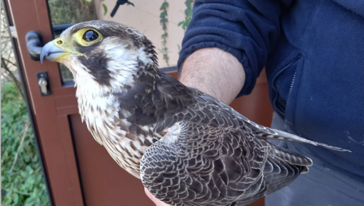 Il falco pellegrino recuperato