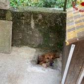 FOTO. Cunardo, cane resta incastrato in un canale di scolo. Salvato dai vigili del fuoco