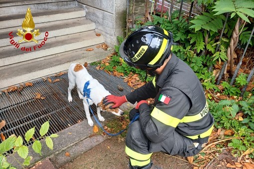 Cane rimasto solo in casa dopo il ricovero della proprietaria salvato dai vigili del fuoco a Busto