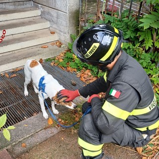 Cane rimasto solo in casa dopo il ricovero della proprietaria salvato dai vigili del fuoco a Busto