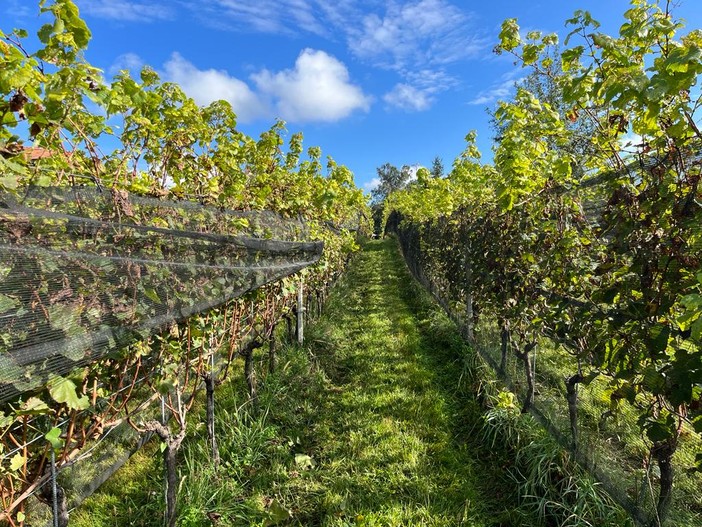 Anche la vendemmia 2024 conferma la crescita dei vini varesini: «Buona raccolta nonostante la pioggia»